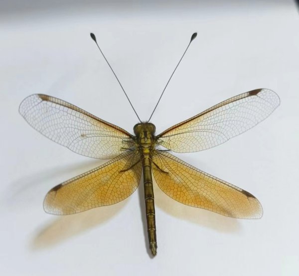 信弘优配 插着“天线”的蜻蜓 ? 专家: 为蝶角蛉, 并不常见