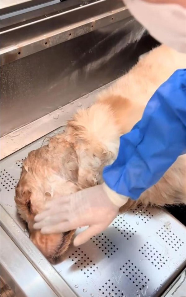 七星 金毛“李墩墩”疑似在一家餐馆蹭空调被打死，律师：打狗者或将面临刑事追责