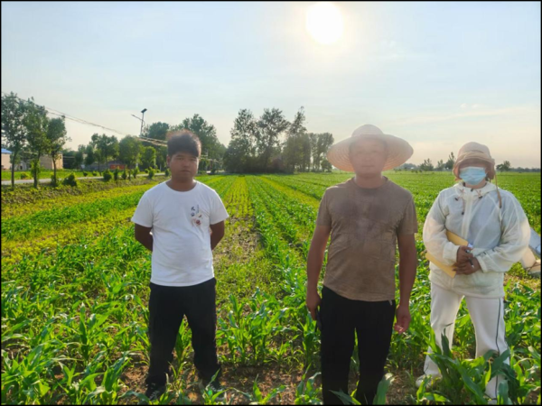 金牛呗 濉溪县百善镇：力推大豆玉米复合种植夺高产_大皖新闻 | 安徽网